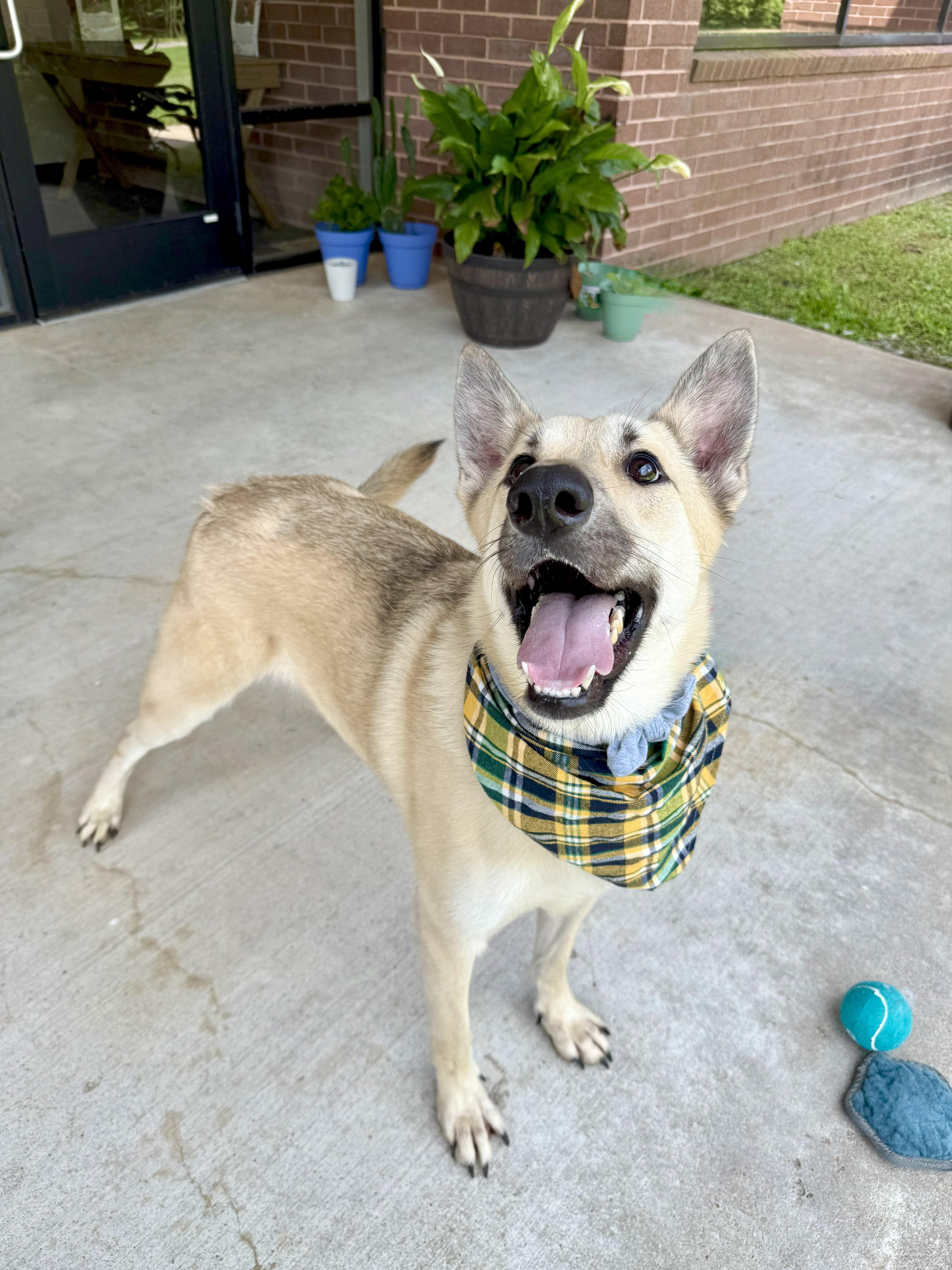 Chestnut — thumbnail 3