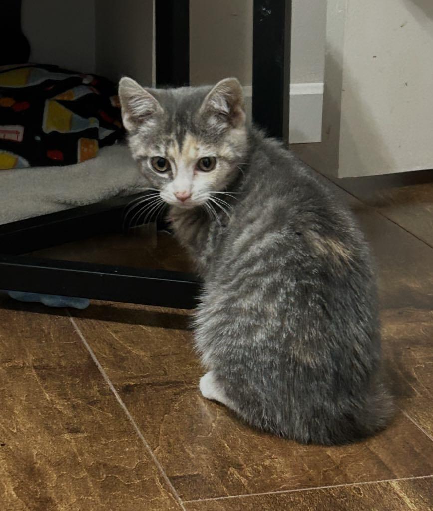 Chanel, a Adoptable Domestic Short Hair in Cortland, OH image 1/2