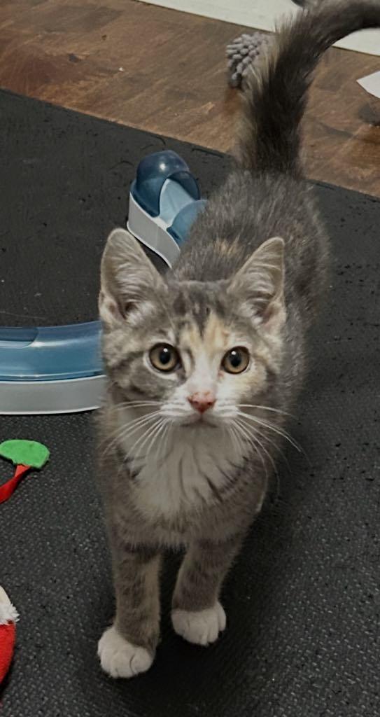 Chanel, a Adoptable Domestic Short Hair in Cortland, OH image 2/2