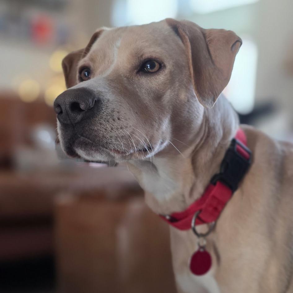 Izzy Sparks, Adoptable, Adult Female Mixed Breed & Mixed Breed.