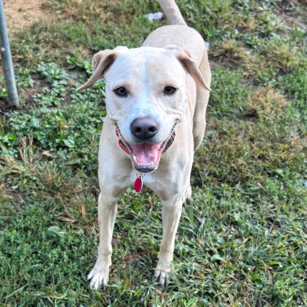 Enlarge Izzy Sparks, a Adoptable mixed breed in Fredericksburg, VA image 2/5