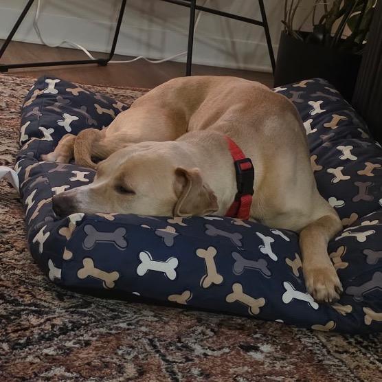 Enlarge Izzy Sparks, a Adoptable mixed breed in Fredericksburg, VA image 3/5