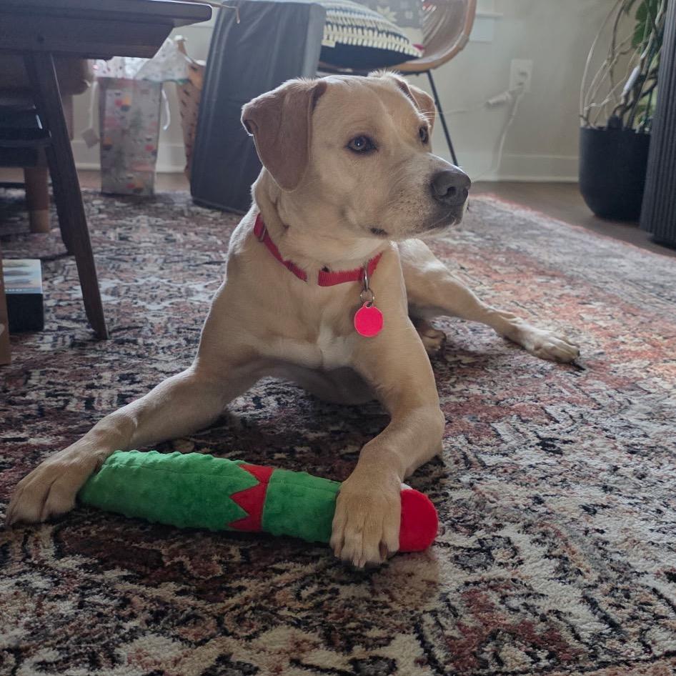 Enlarge Izzy Sparks, a Adoptable mixed breed in Fredericksburg, VA image 4/5