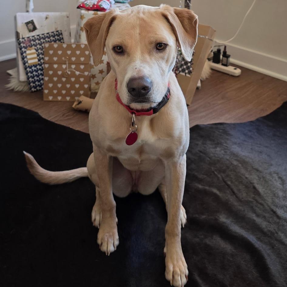 Enlarge Izzy Sparks, a Adoptable mixed breed in Fredericksburg, VA image 5/5