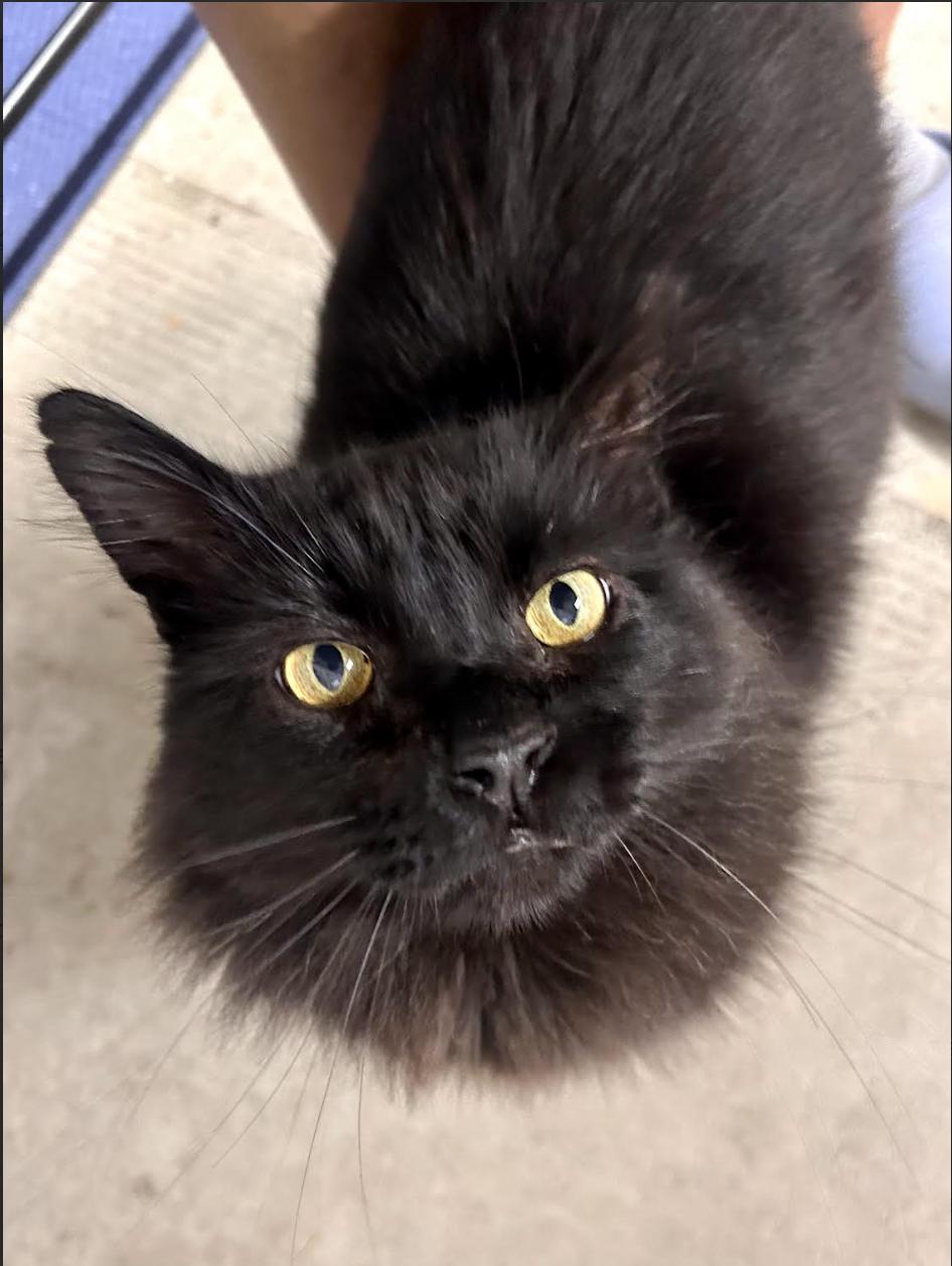 Loki (Courtesy Post), Adoptable, Adult Male Domestic Medium Hair.