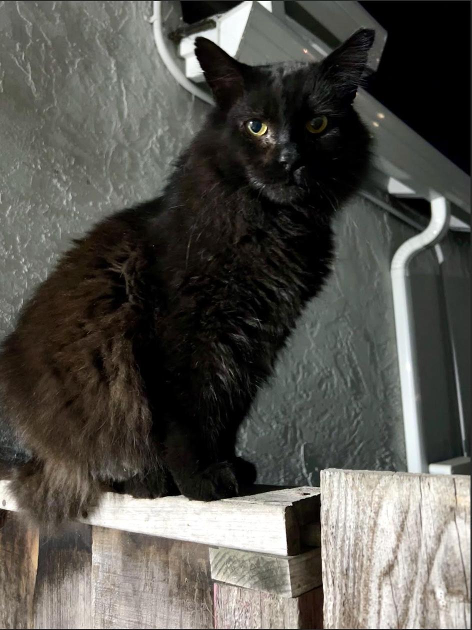 Enlarge Loki (Courtesy Post), a Adoptable Domestic Medium Hair in San Jose, CA image 3/3