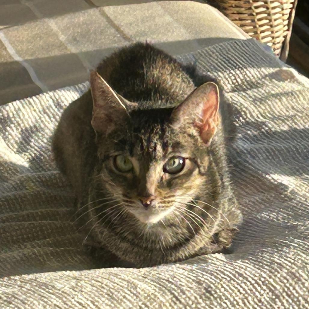 Sansa, Adoptable, Adult Female Domestic Short Hair.