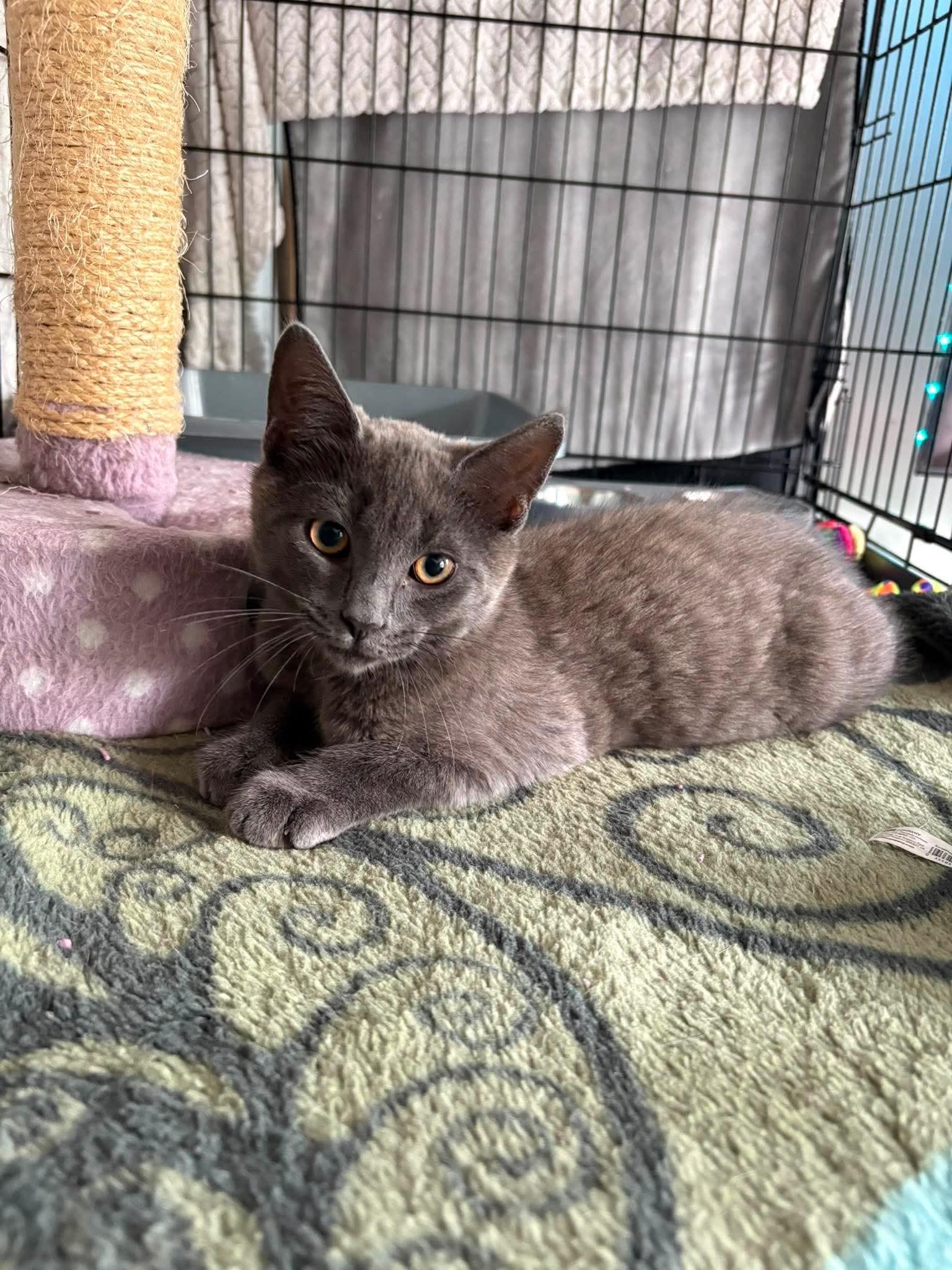 Enlarge Dart, an adopted Domestic Short Hair in Terrebonne, QC image 5/6