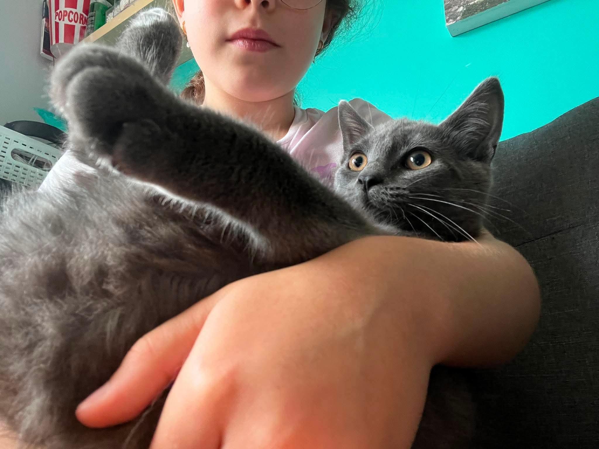 Enlarge Dart, an adopted Domestic Short Hair in Terrebonne, QC image 4/6