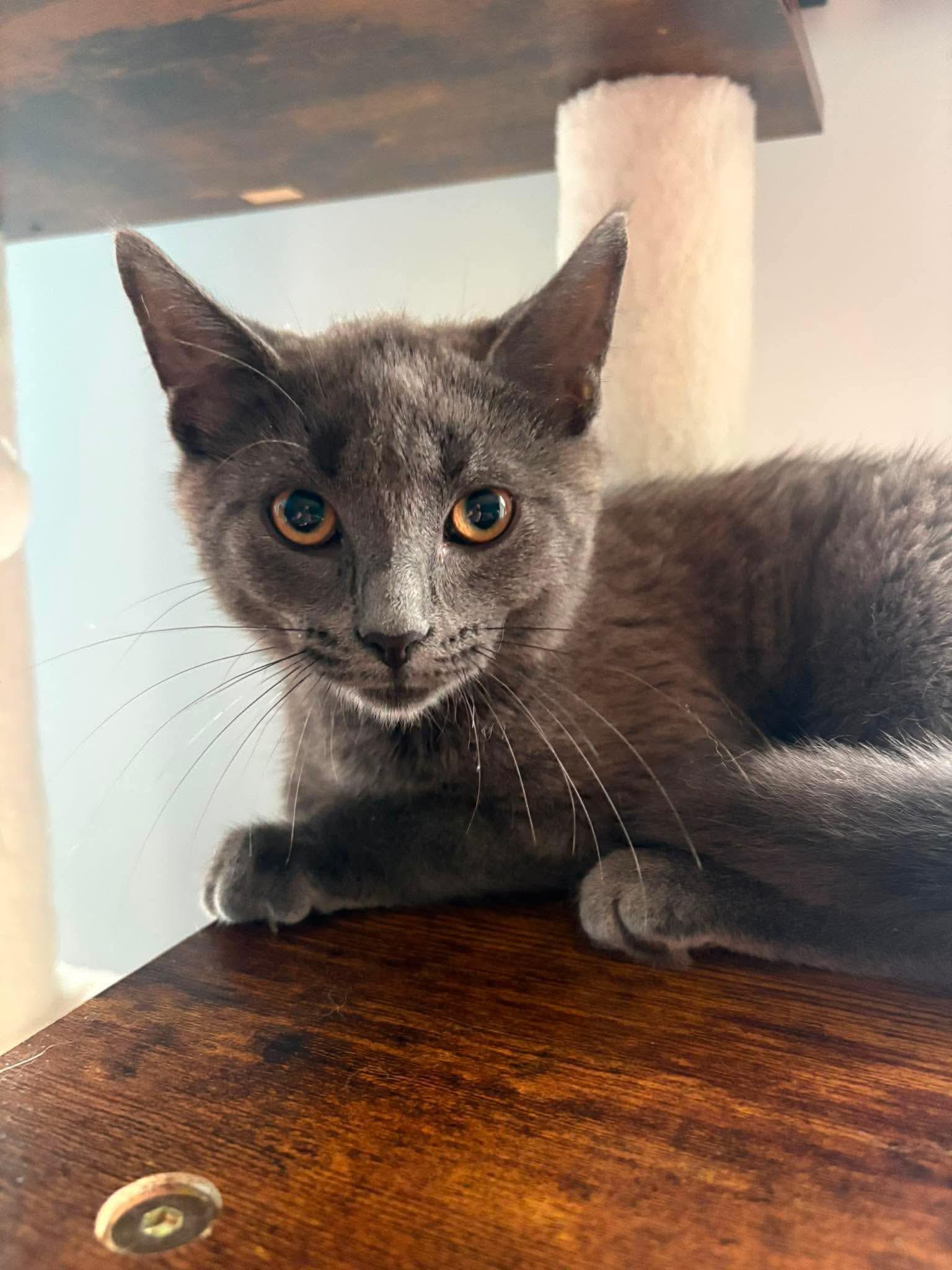 Enlarge Dart, an adopted Domestic Short Hair in Terrebonne, QC image 3/6