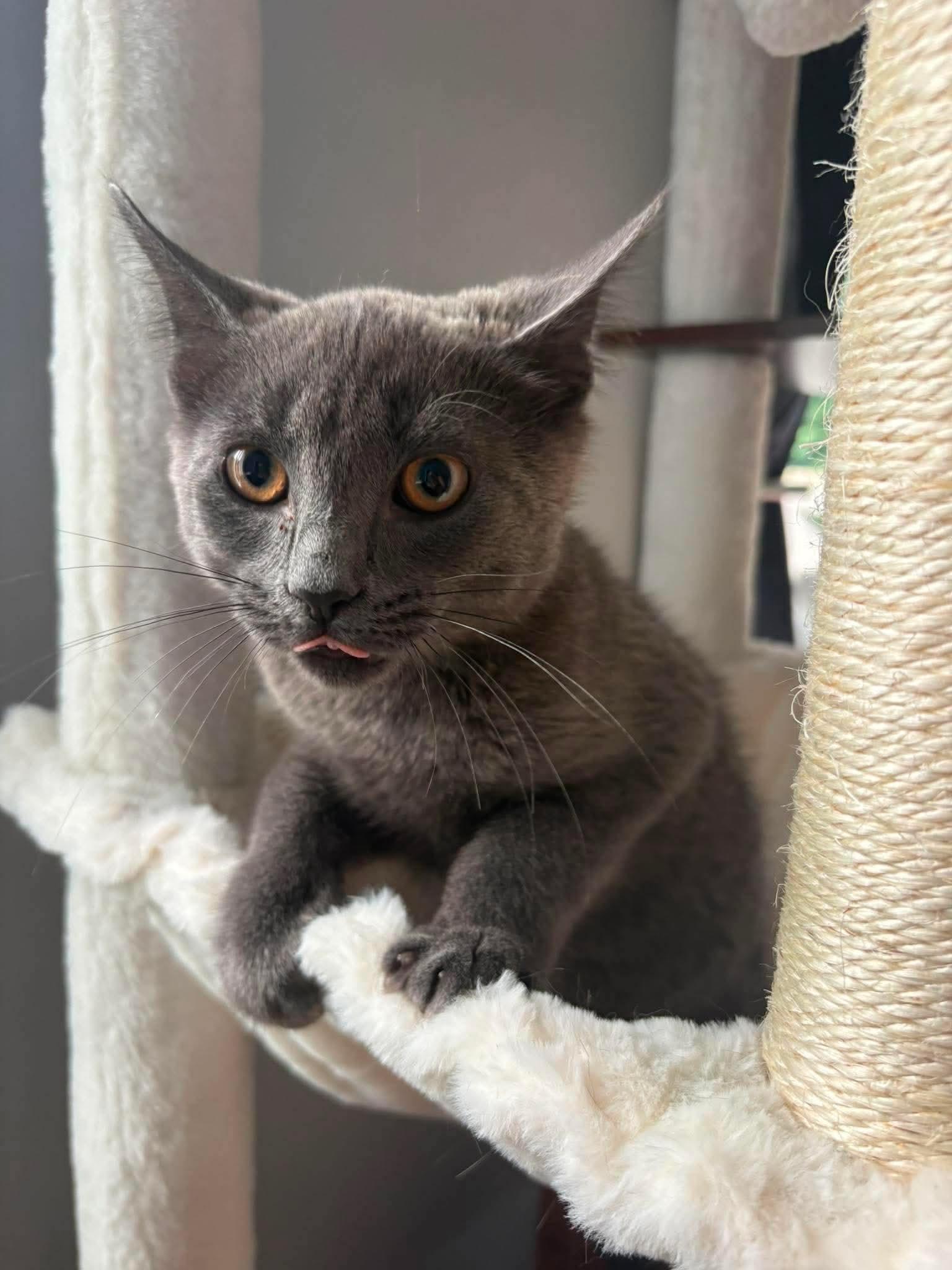 Enlarge Dart, an adopted Domestic Short Hair in Terrebonne, QC image 6/6