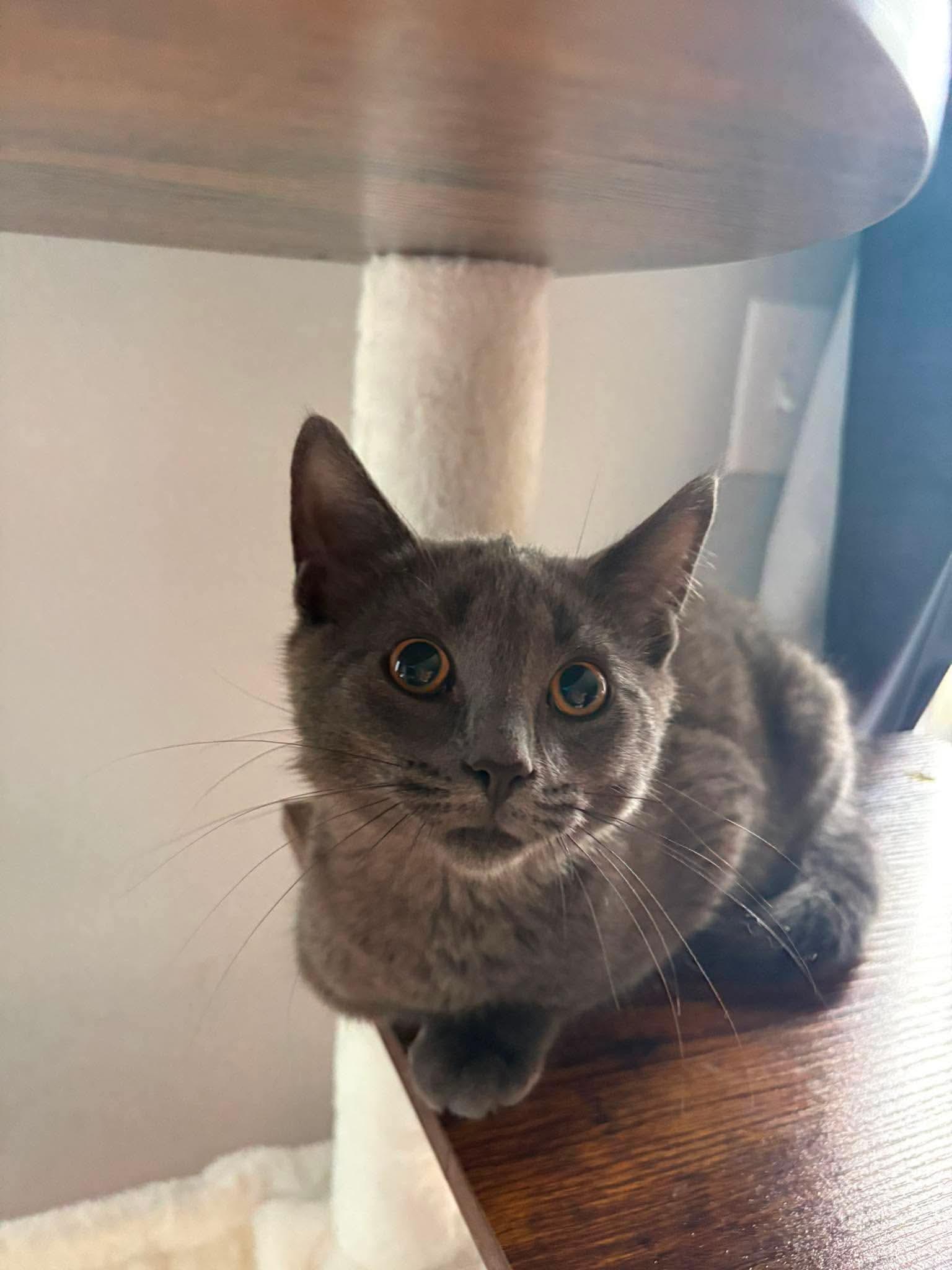 Enlarge Dart, an adopted Domestic Short Hair in Terrebonne, QC image 1/6