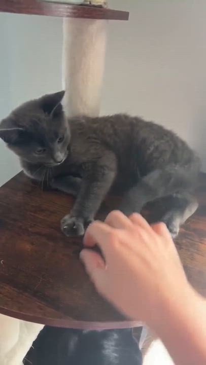 Enlarge Dart, an adopted Domestic Short Hair in Terrebonne, QC video 2/6