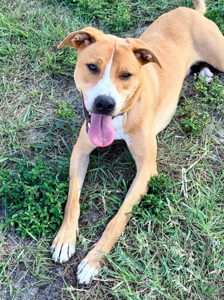 Dinghy (Miles), Adoptable, Young Male Cattle Dog & Mixed Breed.