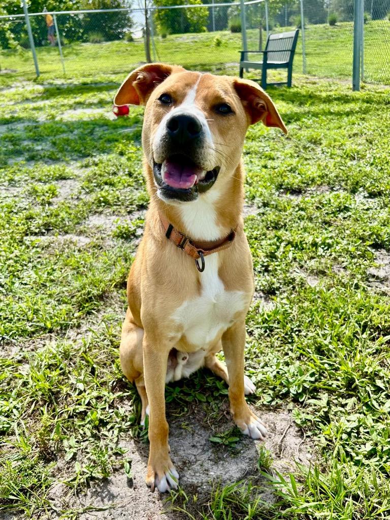 Dinghy (Miles), Adoptable, Young Male Cattle Dog & Mixed Breed.