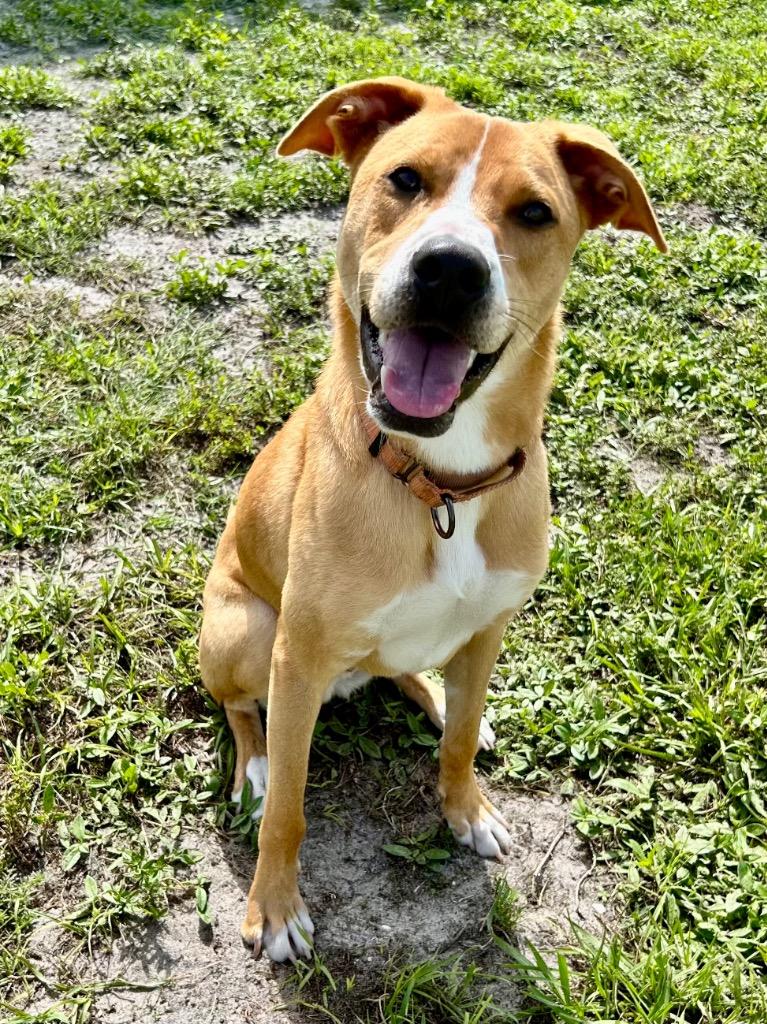 Enlarge Dinghy (Miles), a Adoptable mixed breed in Cape Coral, FL image 3/4