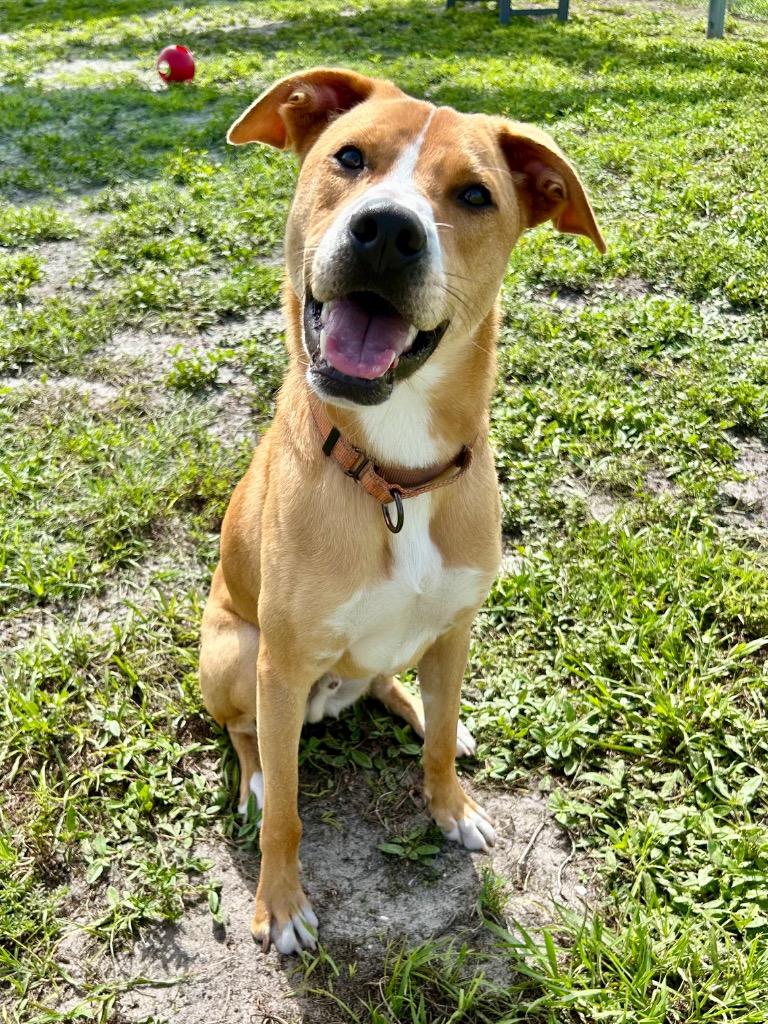 Enlarge Dinghy (Miles), a Adoptable mixed breed in Cape Coral, FL image 4/4