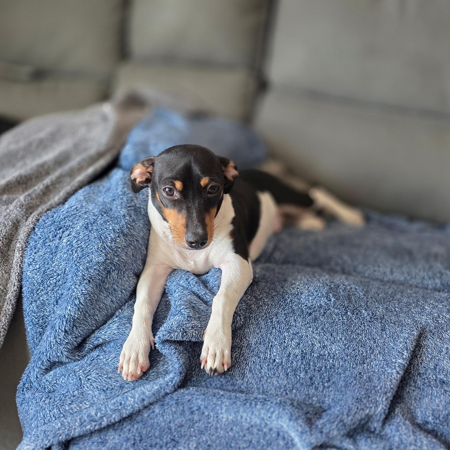 Enlarge Sheldon (Bonded with Jack), a Adoptable mixed breed in San Diego, CA image 6/6
