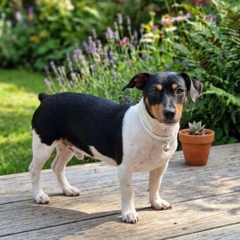 Enlarge Sheldon (Bonded with Jack), a Adoptable mixed breed in San Diego, CA image 3/6