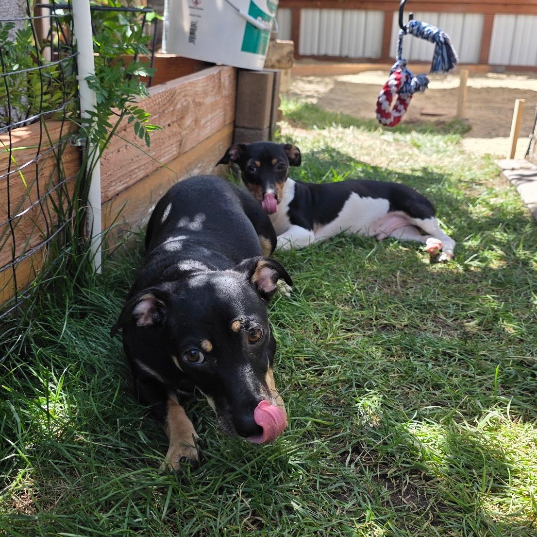Enlarge Sheldon (Bonded with Jack), a Adoptable mixed breed in San Diego, CA image 4/6