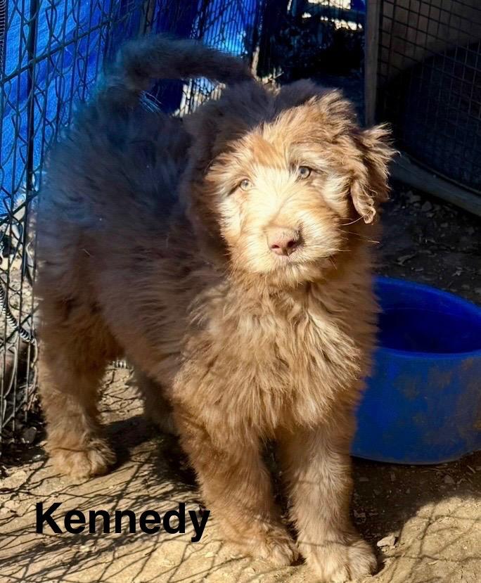 Kennedy, Adopted, Puppy Female Golden Retriever & Poodle.