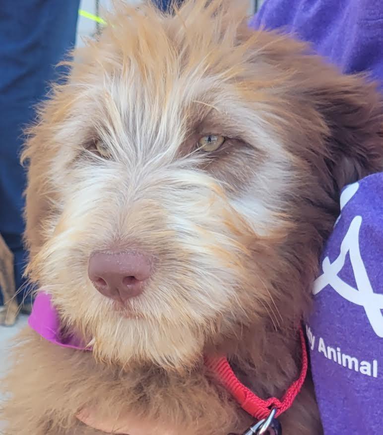 Enlarge Kennedy, a Adopted mixed breed in Crossville, TN image 2/6