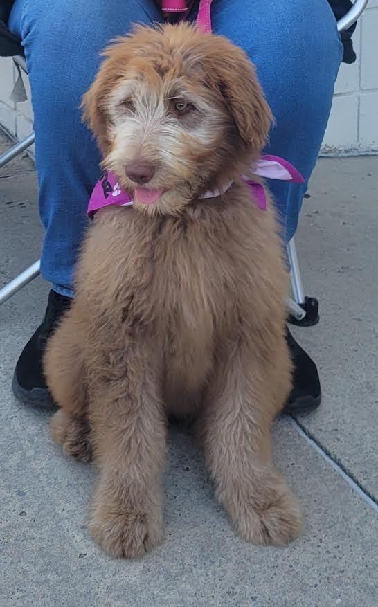 Enlarge Kennedy, a Adopted mixed breed in Crossville, TN image 3/6