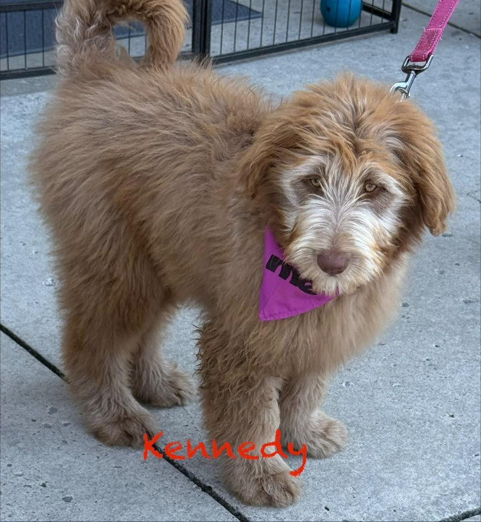 Enlarge Kennedy, a Adopted mixed breed in Crossville, TN image 4/6