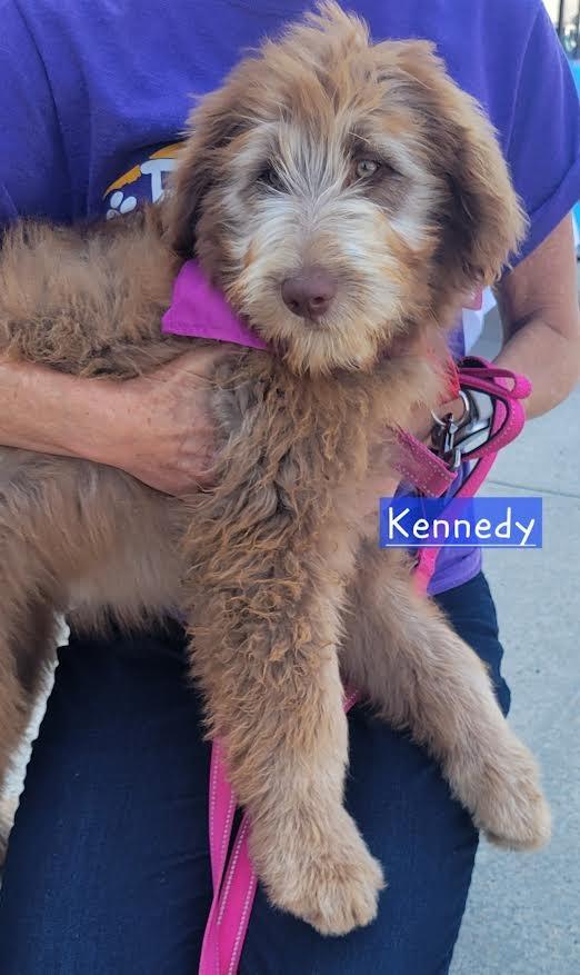 Enlarge Kennedy, a Adopted mixed breed in Crossville, TN image 6/6
