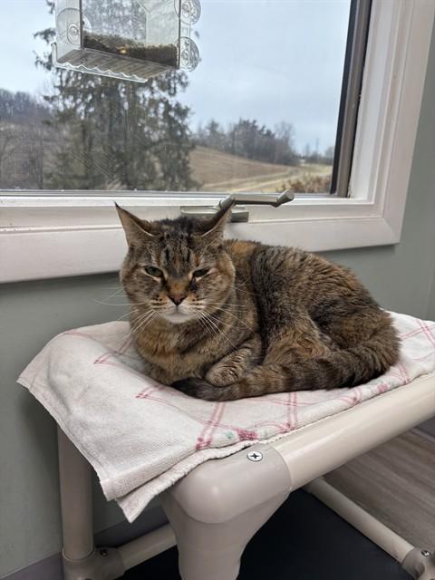 Enlarge KITKAT, a Adoptable Domestic Short Hair in Westminster, MD image 1/1