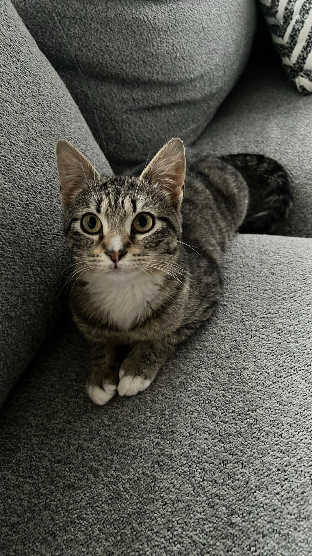 Enlarge Polly, a ADOPTABLE Domestic Short Hair in Rochester , NY image 5/6