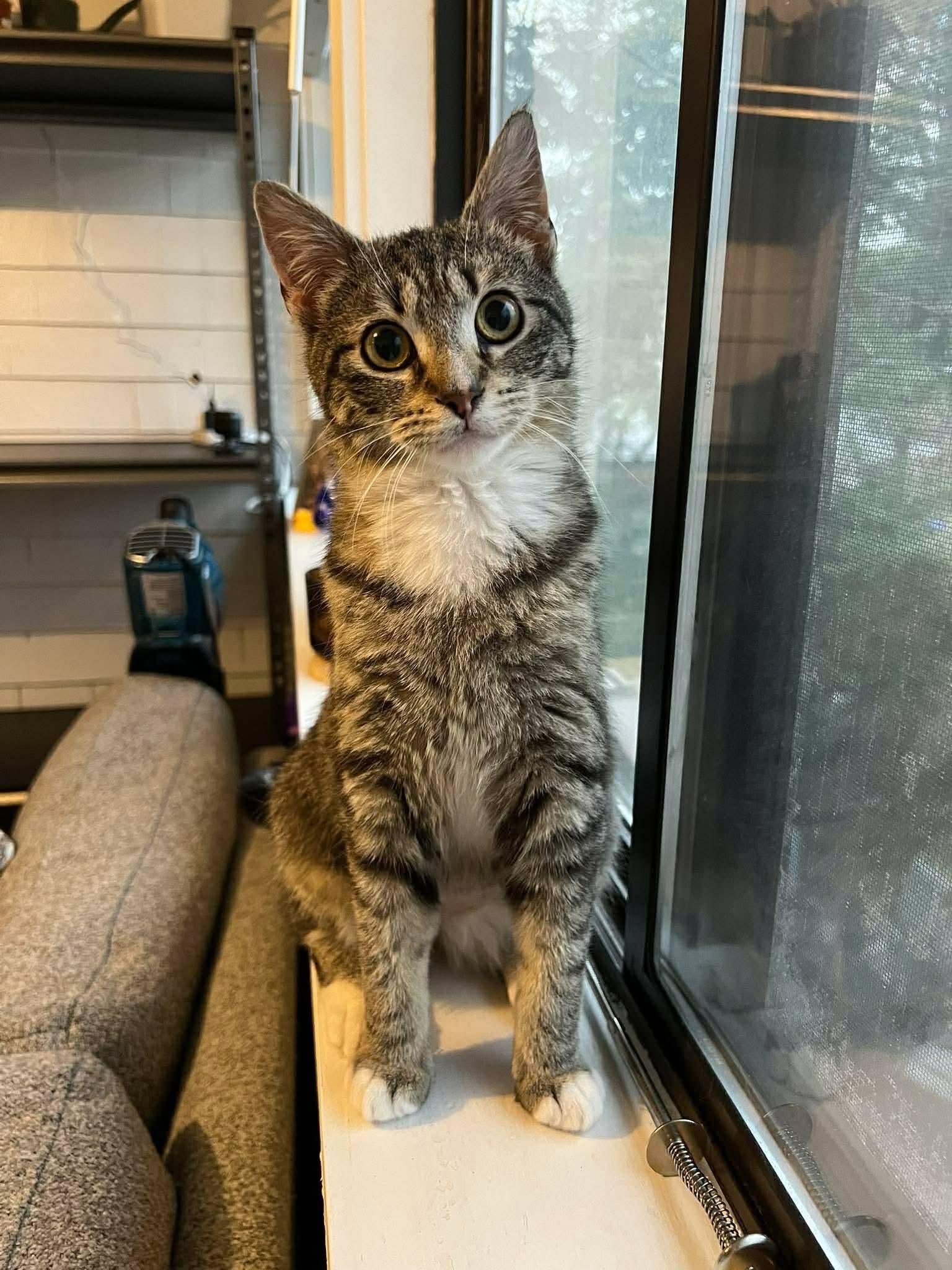 Enlarge Polly, a ADOPTABLE Domestic Short Hair in Rochester , NY image 3/6