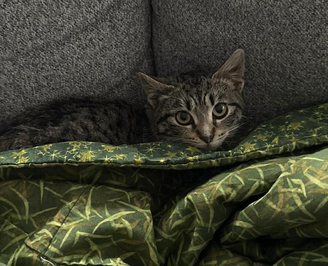 Enlarge Polly, a ADOPTABLE Domestic Short Hair in Rochester , NY image 5/6