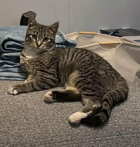 Enlarge Polly, a ADOPTABLE Domestic Short Hair in Rochester , NY image 6/6