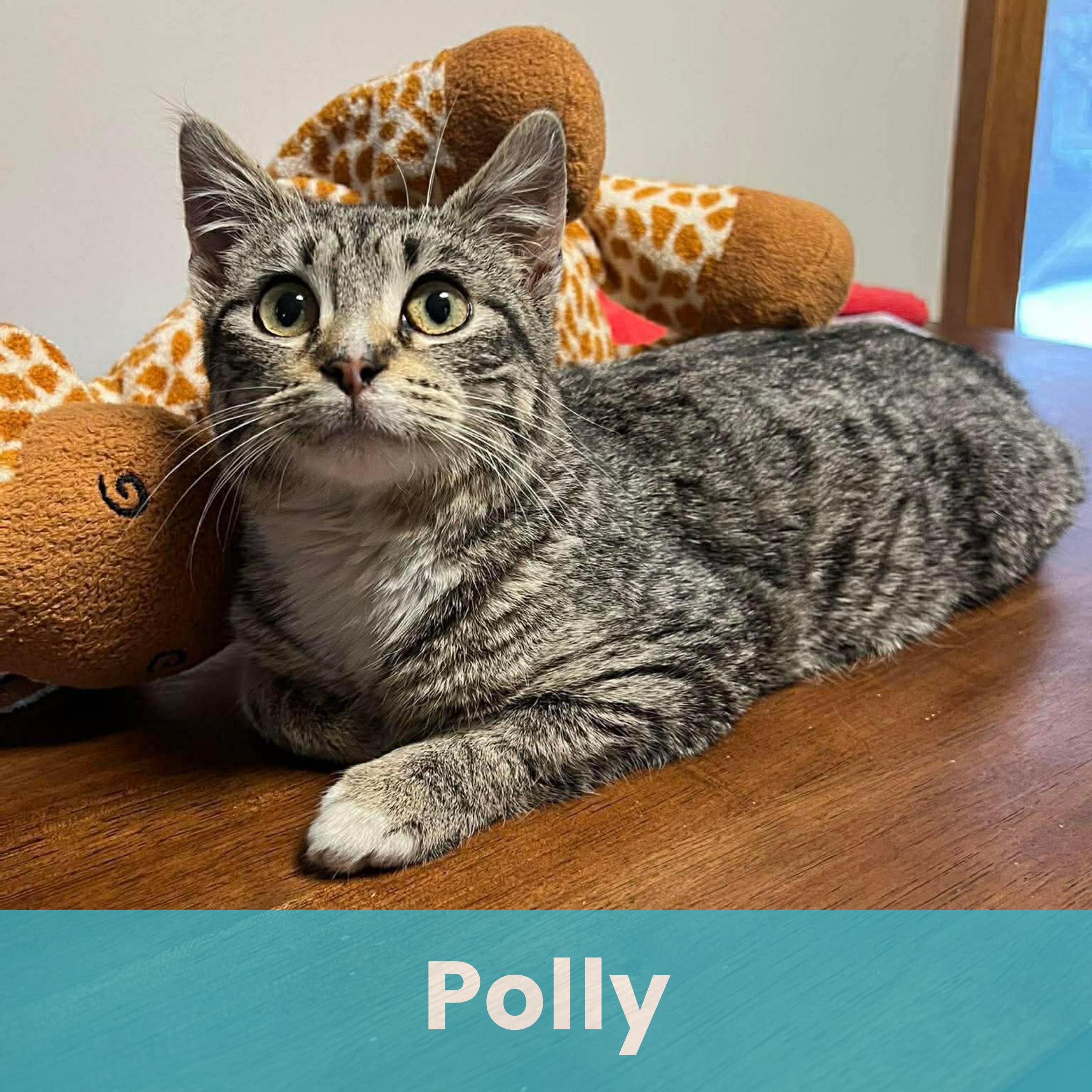 Enlarge Polly, a ADOPTABLE Domestic Short Hair in Rochester , NY image 1/6