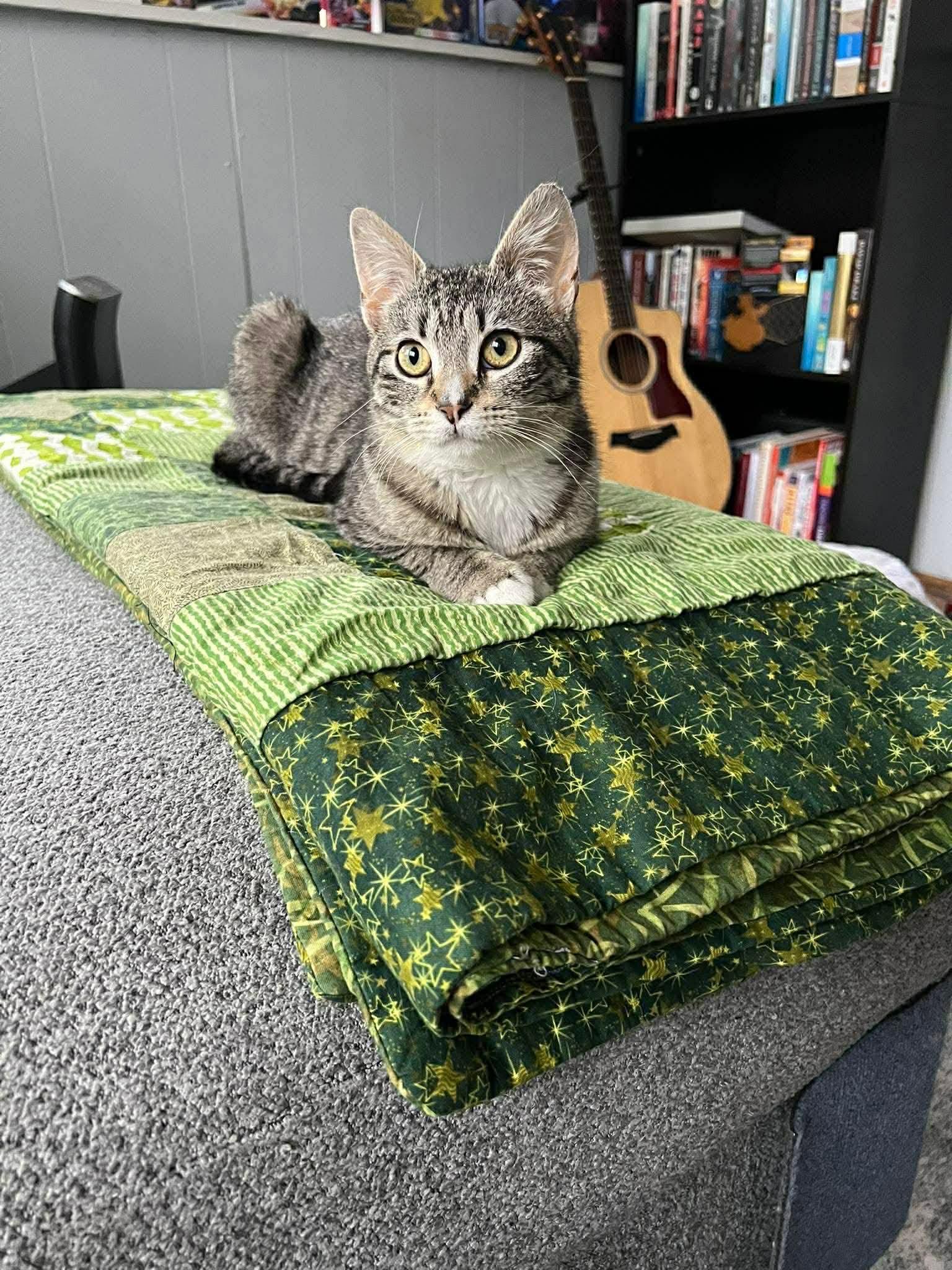 Enlarge Polly, a ADOPTABLE Domestic Short Hair in Rochester , NY image 2/6