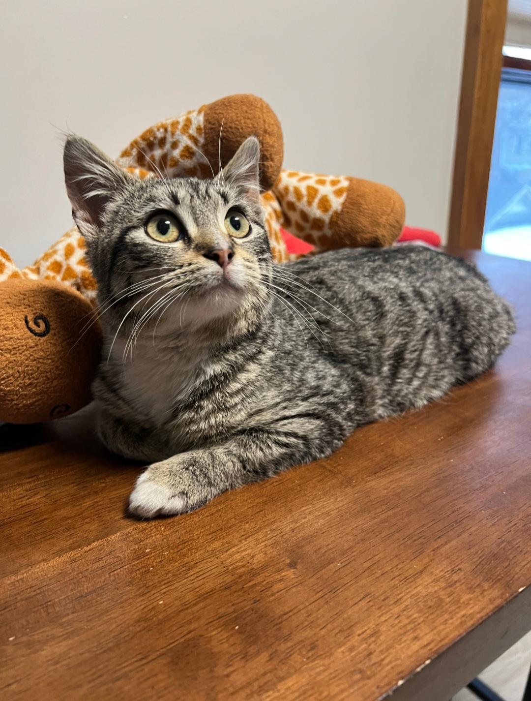 Enlarge Polly, a ADOPTABLE Domestic Short Hair in Rochester , NY image 6/6