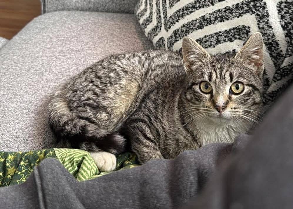 Enlarge Polly, a ADOPTABLE Domestic Short Hair in Rochester , NY image 4/6