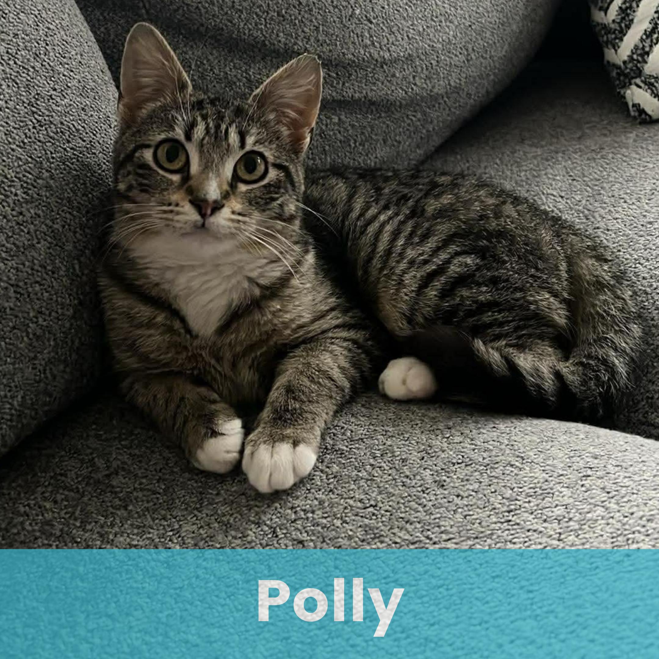 Enlarge Polly, a ADOPTABLE Domestic Short Hair in Rochester , NY image 1/6