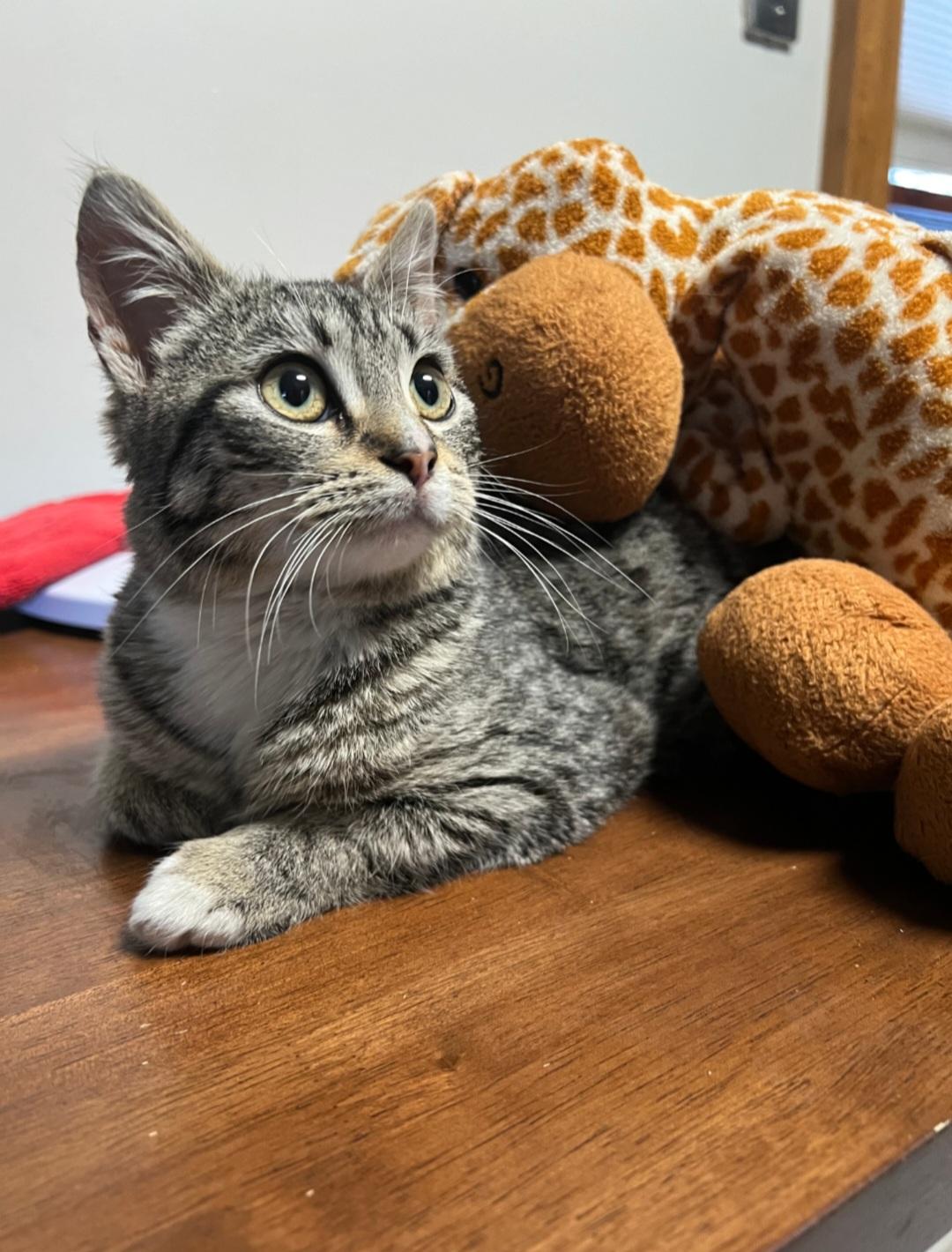 Enlarge Polly, a ADOPTABLE Domestic Short Hair in Rochester , NY image 4/6