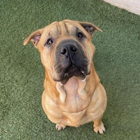 Enlarge Jelly Roll, a Adoptable mixed breed in Long Beach, CA image 1/6