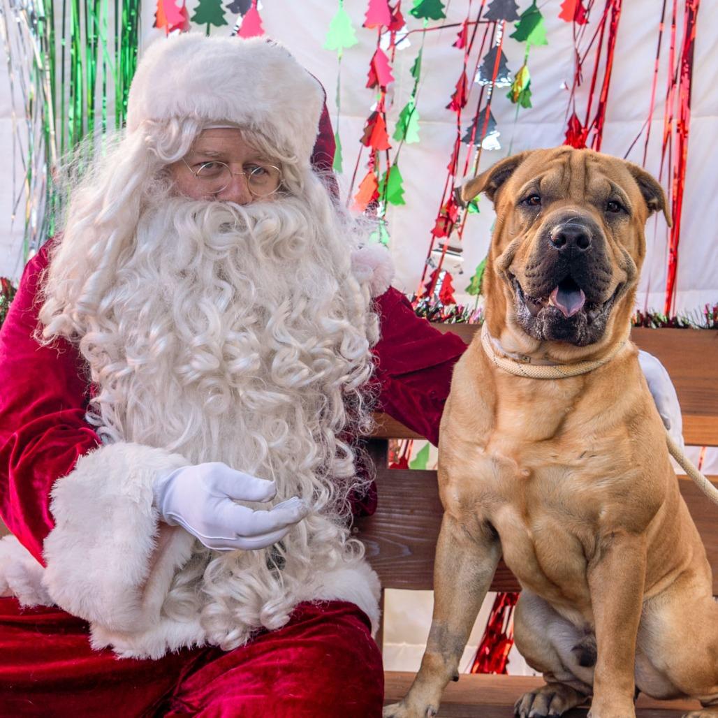 Enlarge Jelly Roll, a Adoptable mixed breed in Long Beach, CA image 5/6