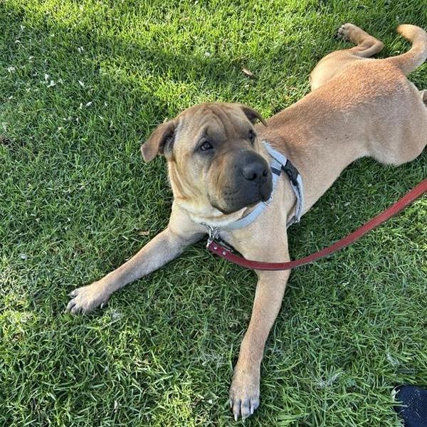 Enlarge Jelly Roll, a Adoptable mixed breed in Long Beach, CA image 3/4