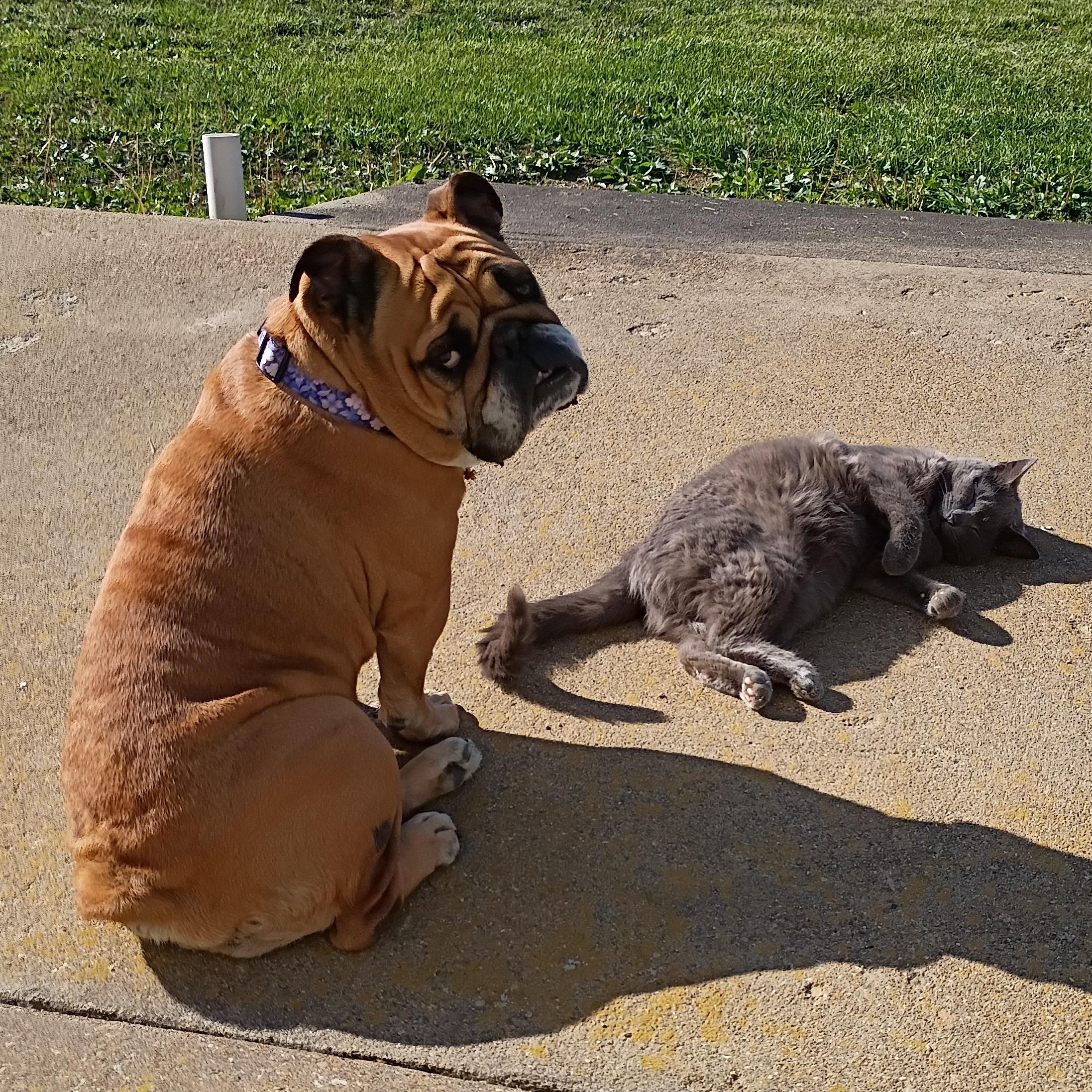 Enlarge Beatrice, a ADOPTABLE English Bulldog in Farmington, MO image 3/5