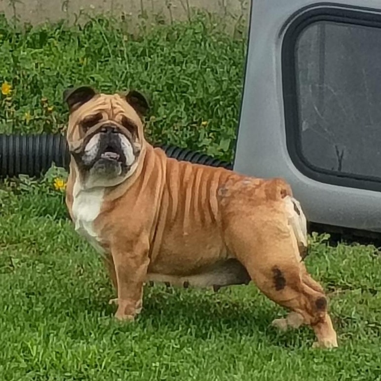 Beatrice, ADOPTABLE, Adult Female English Bulldog.