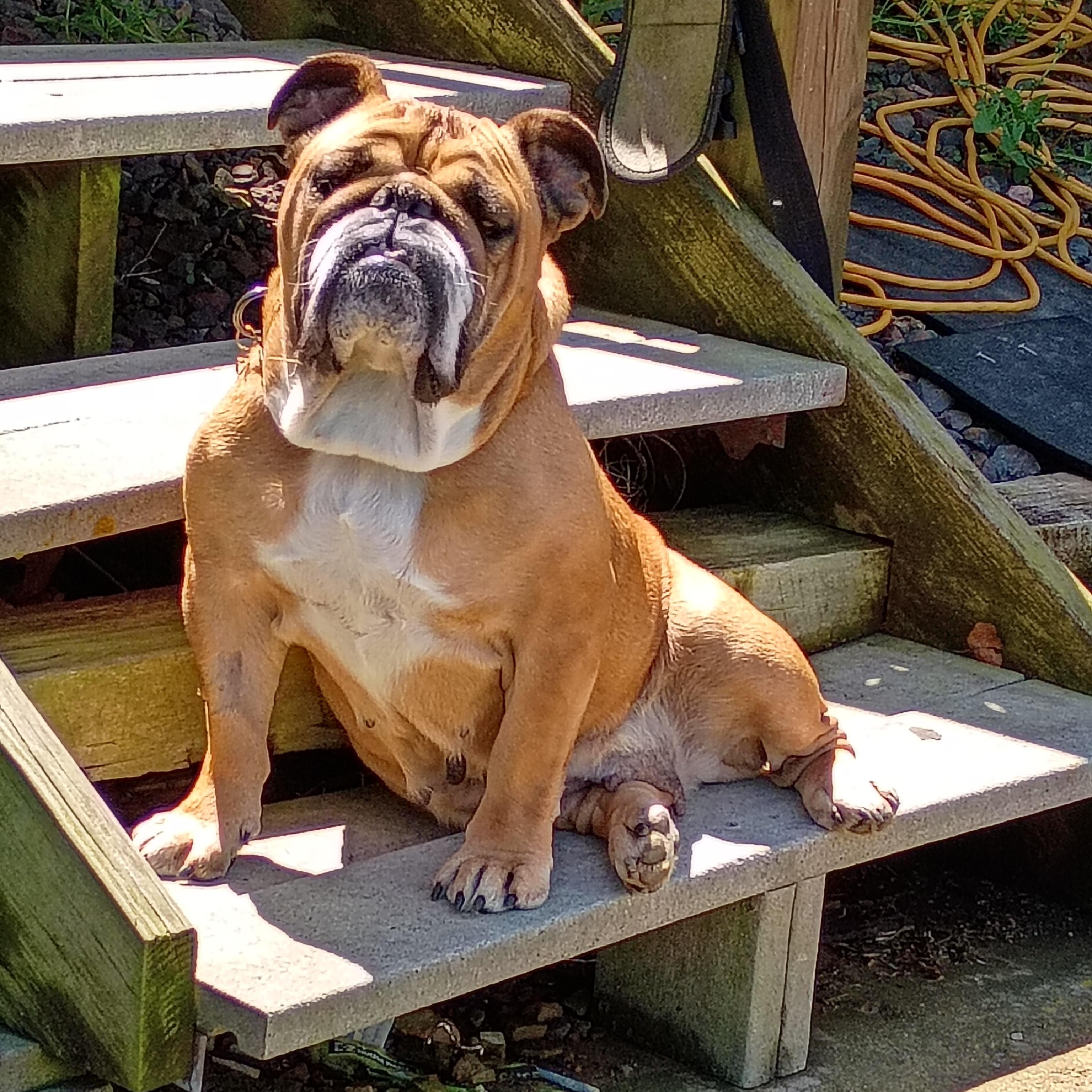 Enlarge Beatrice, a ADOPTABLE English Bulldog in Farmington, MO image 4/5