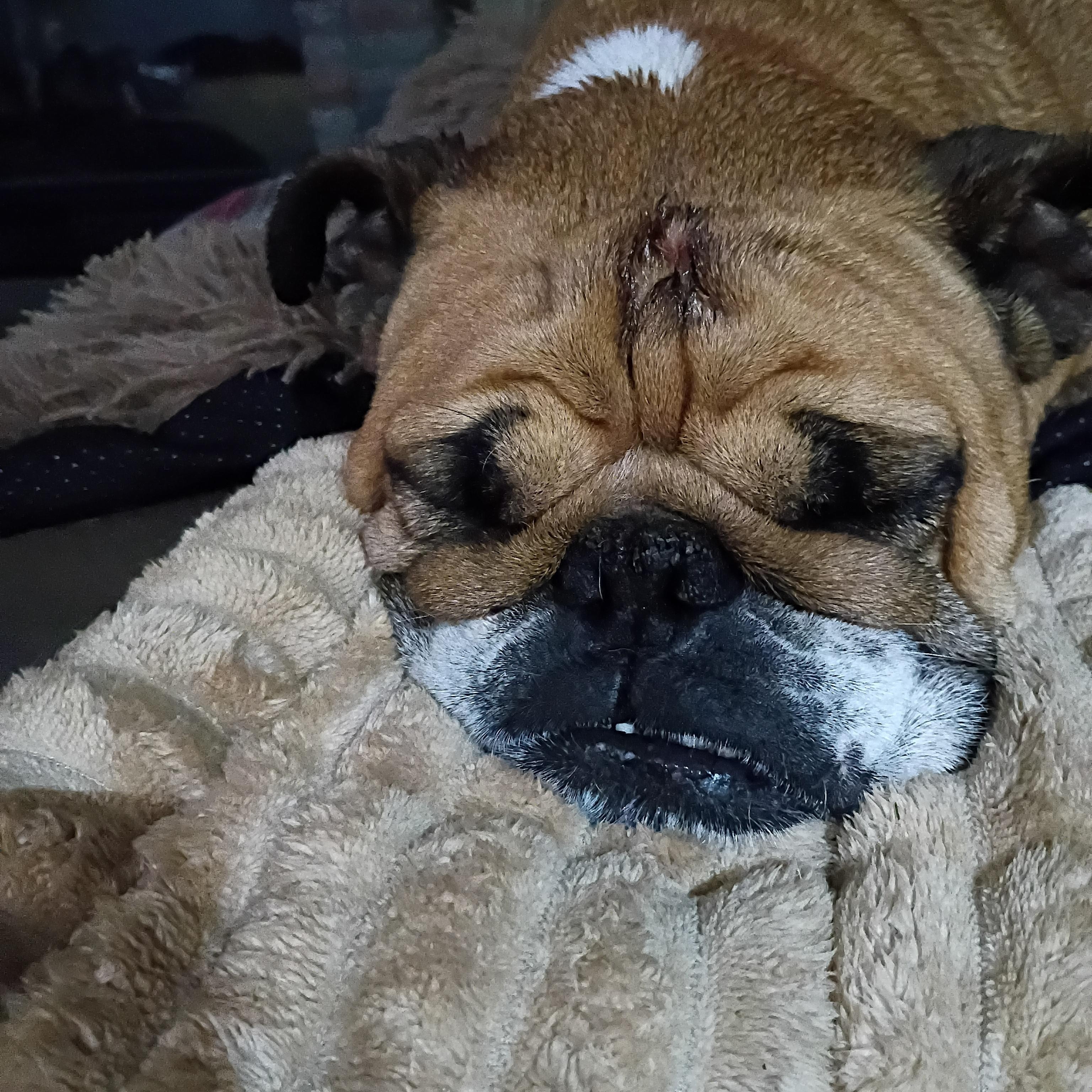 Enlarge Beatrice, a ADOPTABLE English Bulldog in Farmington, MO image 5/5