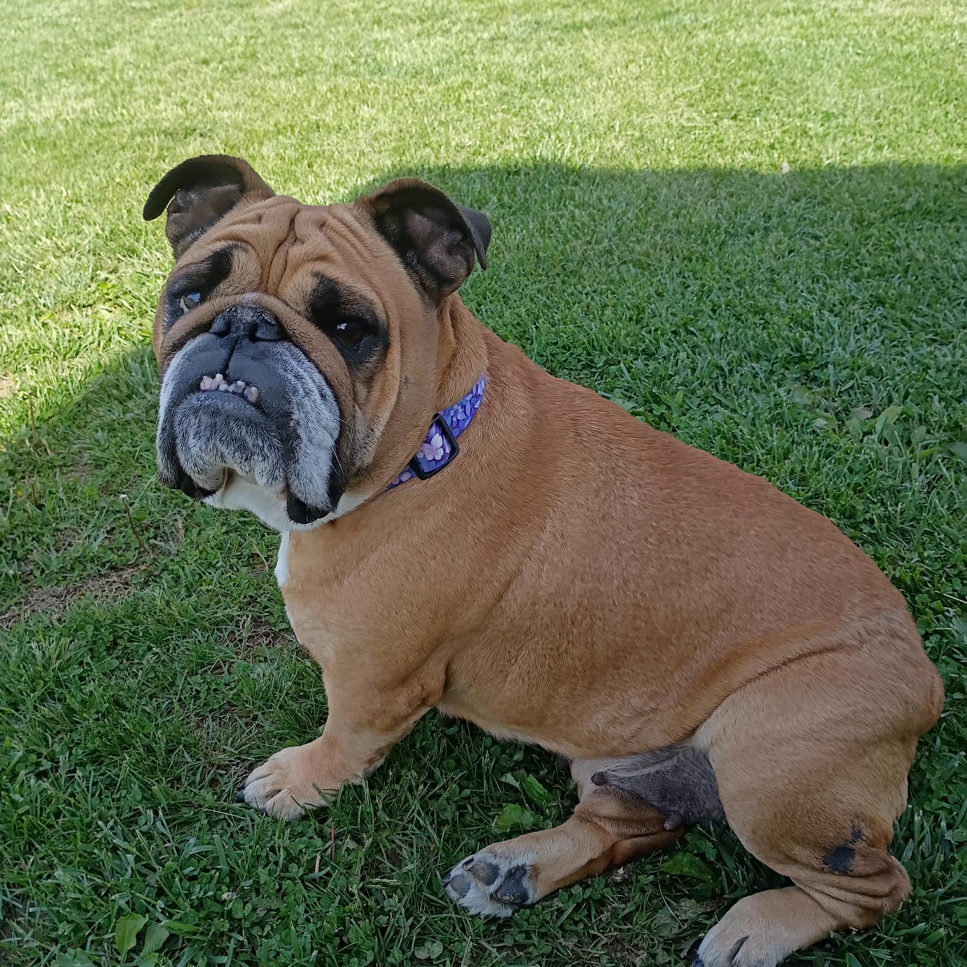 Enlarge Beatrice, a ADOPTABLE English Bulldog in Farmington, MO image 2/5