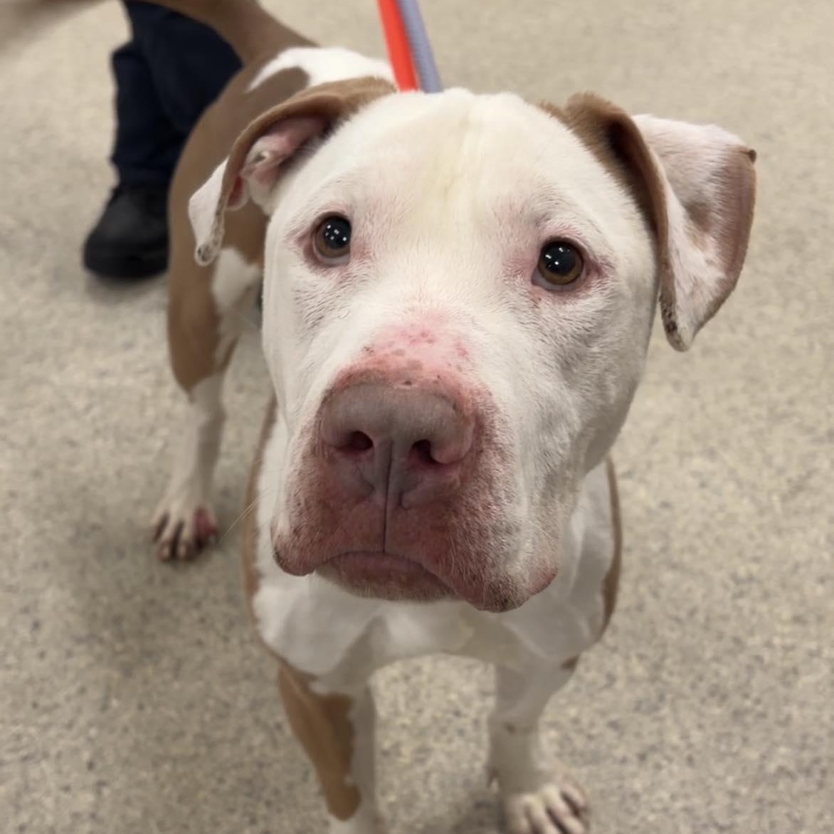 Marty, ADOPTABLE, Young Male American Bulldog.