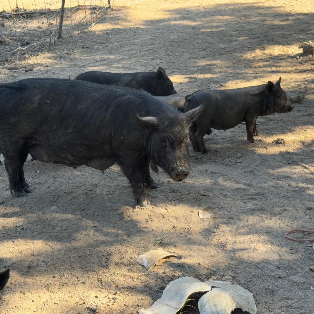 Mom pig 2, Adoptable, Adult Female Pig.